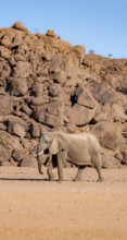 African elephant (Loxodonta africana), desert elephant, near the Hoanib River, Damaraland, Kunene