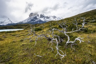 Enchanted dead trees, Cuernos del Paine mountain range in autumn, Torres del Paine National Park,
