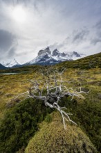 Enchanted dead trees, Cuernos del Paine mountain range in autumn, Torres del Paine National Park,