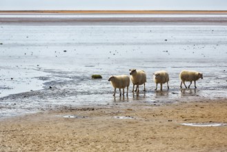 Free-range Icelandic sheep (Ovis), sheep on Rauðisandur beach, Raudisandur, near Patreksfjördur,
