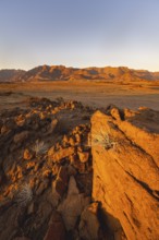 Desert landscape with Brandberg in the morning light, at sunrise, Erongo, Damaraland, Namibia