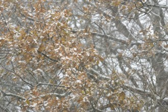 Oak (Quercus) with autumn leaves in dense snowfall, snow drift, North Sea, Norddeich, Lower Saxony,