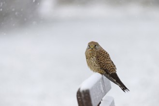 Kestrel (Falco tinnunculus), female using a park bench as a lookout during heavy snowfall, North
