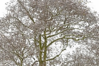 Deciduous trees, alders (Alnus) covered with snow, North Sea, Norddeich, Lower Saxony, Germany
