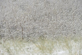 Winter day, onset of winter, snow lies on the bushes in the dune landscape of Norddeich, North Sea,