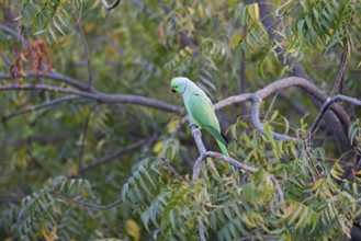 Collared Parakeet (Psittacula krameri), Luni, Rajasthan, India