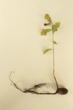 Oak (Quercus) 22cm long oak sapling, oak seedling or oak seedling grows from an acorn, next to fine