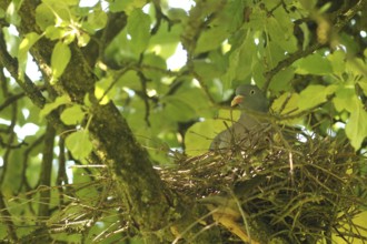 Wood pigeon (Columba palumbus) in a nest in an apple tree, Allgäu, Bavaria, Germany, Allgäu,