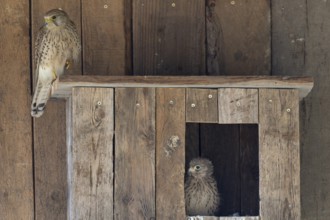 Kestrel (Falco tinnunculus) female and young bird at the incubator, village in Münsterland, North