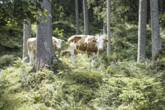 Cows (bovidae), Rauris, Pinzgau, Salzburg, Austria