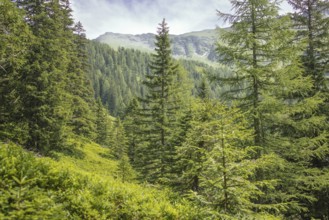 Rauris primeval forest, Rauris, Pinzgau, Salzburg, Austria