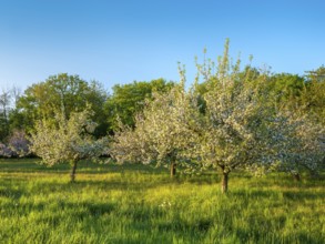 Orchard meadow in spring, green meadow and blossoming apple trees in the evening light, Rhön,