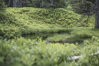Blackwater pond, Rauris primeval forest, Rauris, Pinzgau, Salzburg, Austria