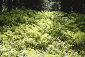 Fern (Polypodiopsida), Rauris primeval forest, Rauris, Pinzgau, Salzburg, Austria