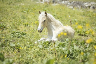 Foal, Rauris, Pinzgau, Salzburg, Austria
