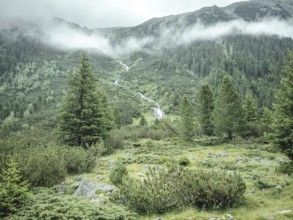 Forest in the morning mist, Krimmler Tauern, Pinzgau, Salzburg, Austria