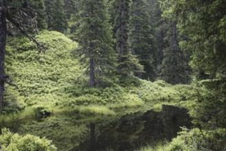 Blackwater pond, Rauris primeval forest, Kolm Saigurn, Pinzgau, Salzburg, Austria