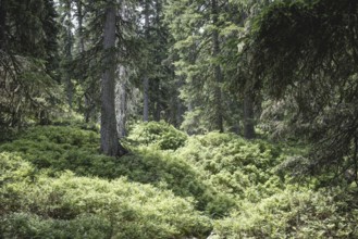 Fern ground (Polypodiopsida), Rauris primeval forest, Kolm Saigurn, Pinzgau, Salzburg, Austria