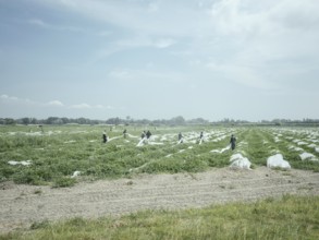 African labourers harvesting crops, Rhone Delta, Arles, Provence, France