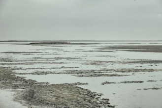 Rhone Delta, Arles, Provence, France