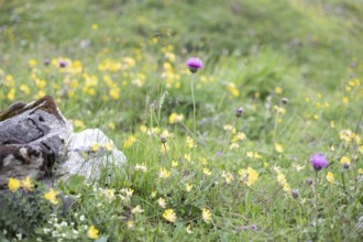 Alpine meadow, Seidlwinkl valley, Rauris, Pinzgau, Salzburg, Austria