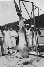 Sailors with a captured shark, presumably a tiger shark (Galeocerdo cuvier) . 1930s, location