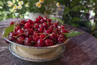 Fresh sweet cherries (Prunus avium) in a bowl, Bavaria, Germany