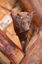 Funny bat, looks angry, conspiratorial, Kruger National Park, South Africa