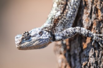 Tree agama, tree agama (Acanthocerus atricollis) on a tree, Kruger National Park, South Africa