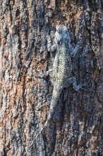 Tree agama, tree agama (Acanthocerus atricollis) on a tree, Kruger National Park, South Africa