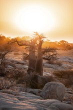 Sunset, African baobab or baobab tree (Adansonia digitata), Dry landscape, Kubu Island (Lekubu),