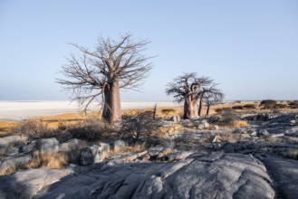 African baobab or baobab tree (Adansonia digitata), arid landscape, Kubu Island (Lekubu), Sowa Pan,