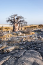 African baobab or baobab tree (Adansonia digitata), arid landscape, Kubu Island (Lekubu), Sowa Pan,