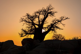 Sunset, African baobab or baobab tree (Adansonia digitata), Dry landscape, Kubu Island (Lekubu),