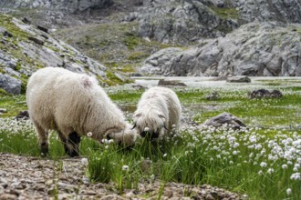 Two Valais Blacknose sheep (Ovis gmelini aries), in meadow with flowering white cotton grass, high