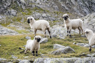 Valais Blacknose sheep (Ovis gmelini aries), high alpine mountain valley, Obere Senner Egete,