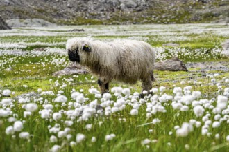 Valais Blacknose sheep (Ovis gmelini aries), in meadow with flowering white cotton grass, high