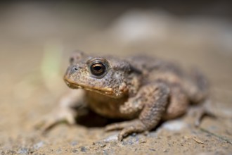 Common toad on the ground, Bavaria, Germany