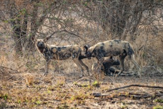 African wild dog, Kruger National Park, South Africa