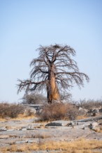 African baobab or baobab tree (Adansonia digitata), arid landscape, Kubu Island (Lekubu), Sowa Pan,