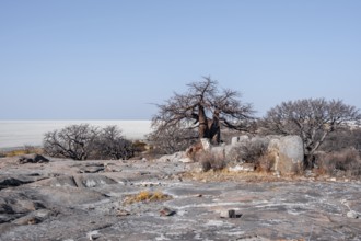 African baobab or baobab tree (Adansonia digitata), arid landscape, Kubu Island (Lekubu), Sowa Pan,