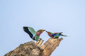 Forked Roller (Coracias caudatus), with open wing, mating behaviour, two birds on a branch in front