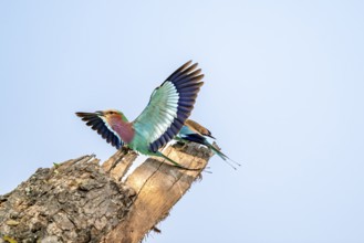 Forked Roller (Coracias caudatus), two birds approaching on a branch in front of a blue sky, Kruger
