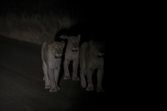 Pride of lions, lionesses at night, night shot, Kruger National Park, South Africa