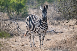 Plains zebra (Equus quagga), in dry grass, Kruger National Park, South Africa