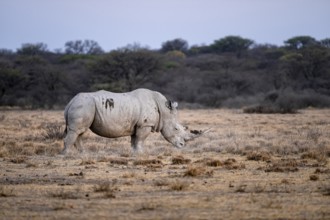 Southern white rhinoceros (Ceratotherium simum simum), Khama Rhino Sanctuary, Serowe, Botswana