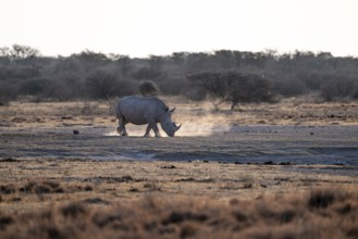 Dramatic atmosphere, Southern white rhinoceros (Ceratotherium simum simum), Khama Rhino Sanctuary,