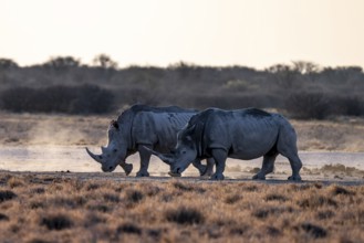 Two animals, Southern white rhinoceros (Ceratotherium simum simum), Khama Rhino Sanctuary, Serowe,