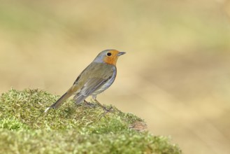 Robin (Erithacus rubecula), on mossy ground in the garden, Wilnsdorf, North Rhine-Westphalia,