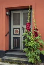 Hollyhocks (Alcea rosea) at a gate in an old house facing the street in Ystad, Skåne County,